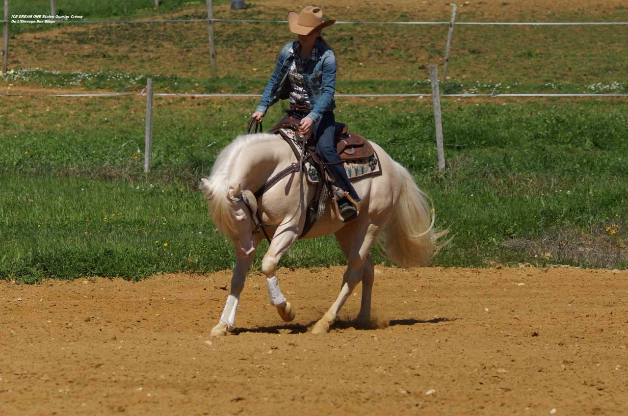 ICE DREAM ONE  - Quarter Horse 2011 ,  MR TUFFEASY SMOKE