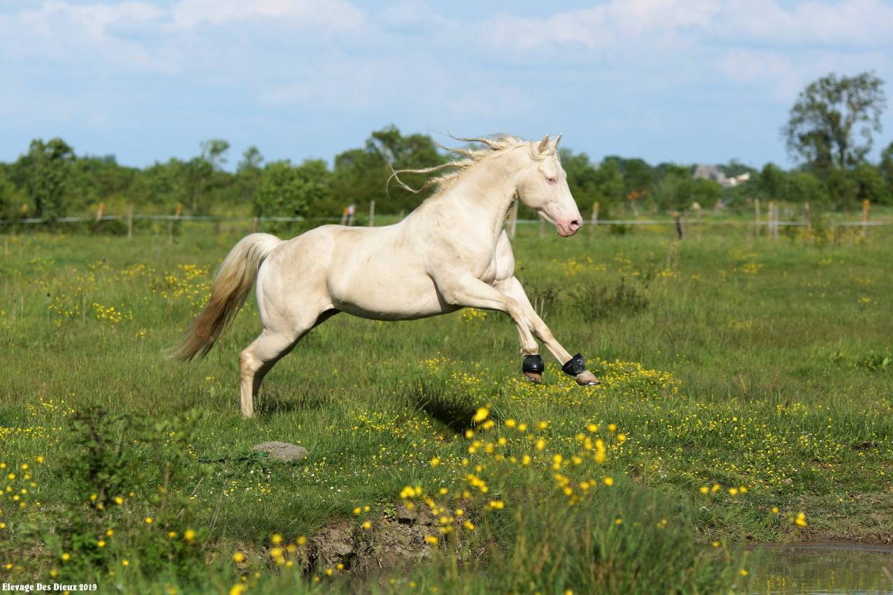 ICE DREAM ONE  - Quarter Horse 2011 ,  MR TUFFEASY SMOKE