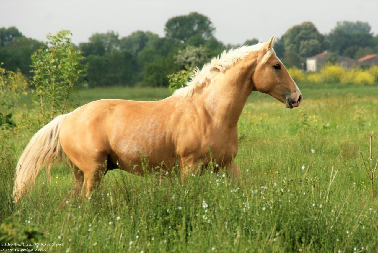 ICE DREAM ONE  - Quarter Horse 2011 ,  MR TUFFEASY SMOKE