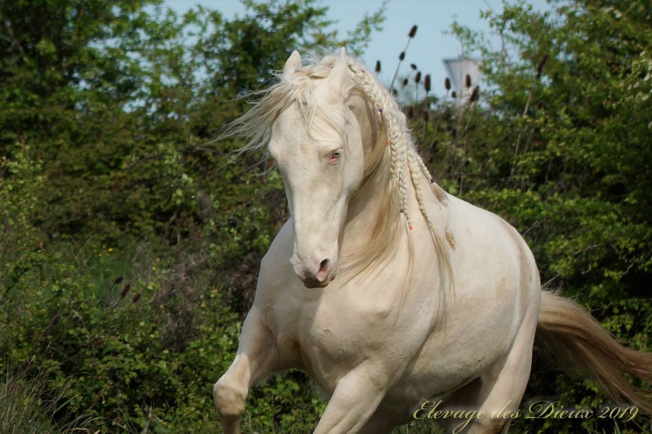ICE DREAM ONE  - Quarter Horse 2011 ,  MR TUFFEASY SMOKE