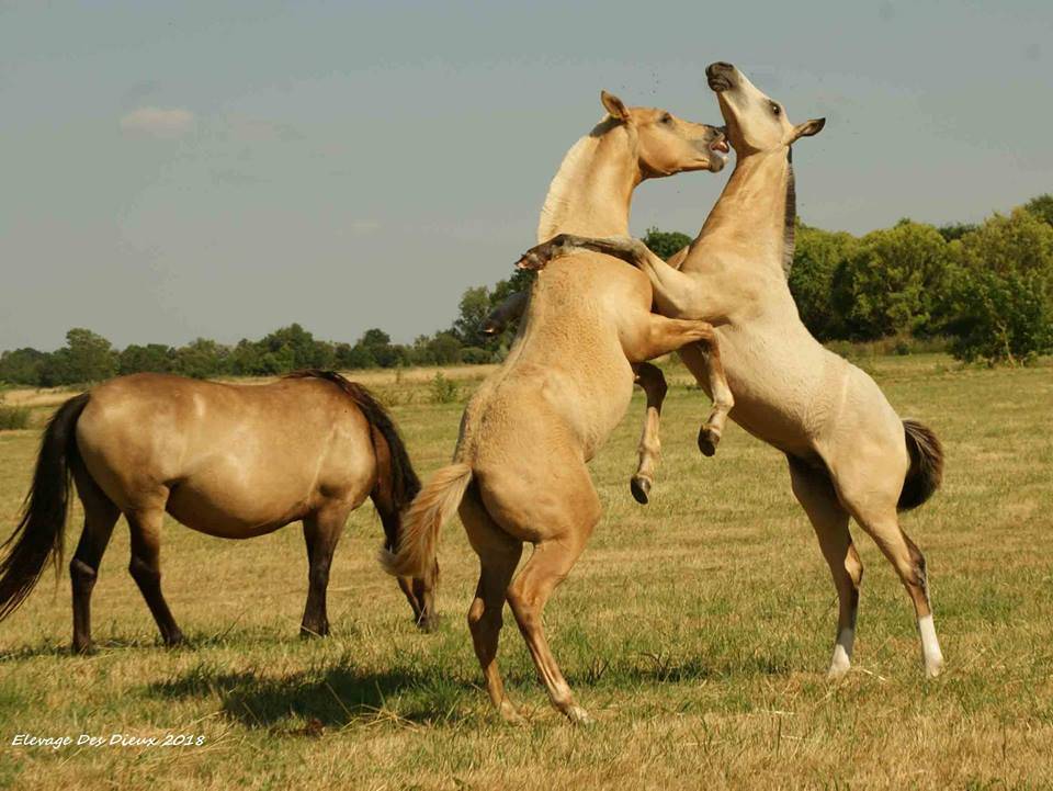 ICE DREAM ONE  - Quarter Horse 2011 ,  MR TUFFEASY SMOKE