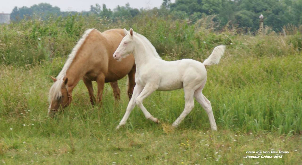 ICE DREAM ONE  - Quarter Horse 2011 ,  MR TUFFEASY SMOKE