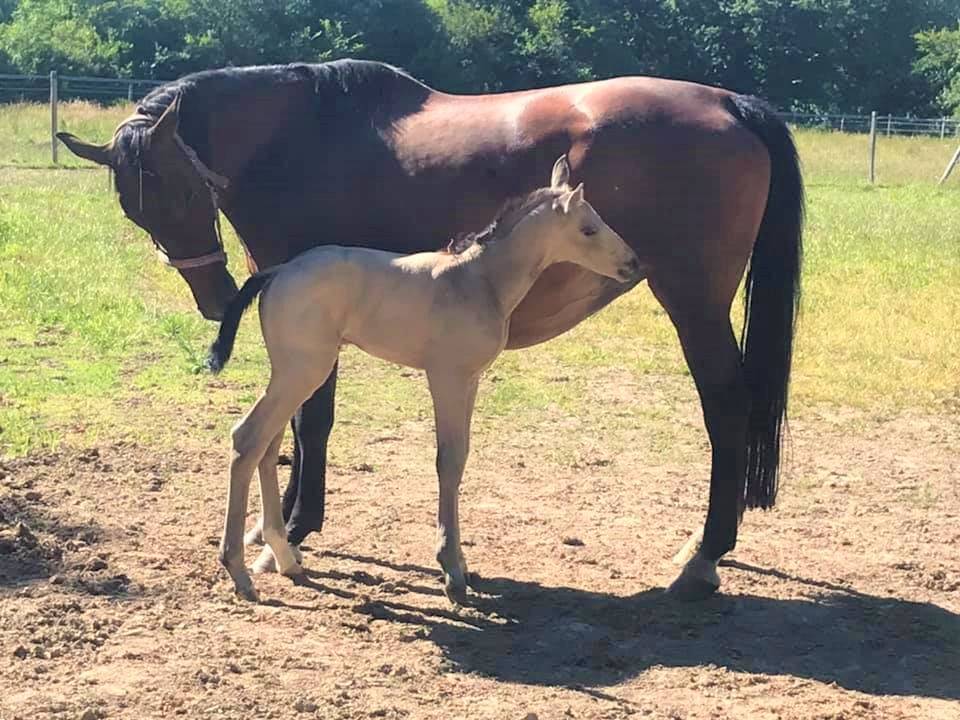 ICE DREAM ONE  - Quarter Horse 2011 ,  MR TUFFEASY SMOKE