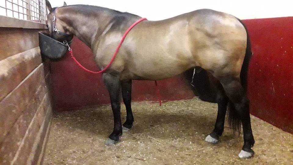 WIMPYS OKIE PINE - Quarter Horse 2007 ,  Wimpys little Step