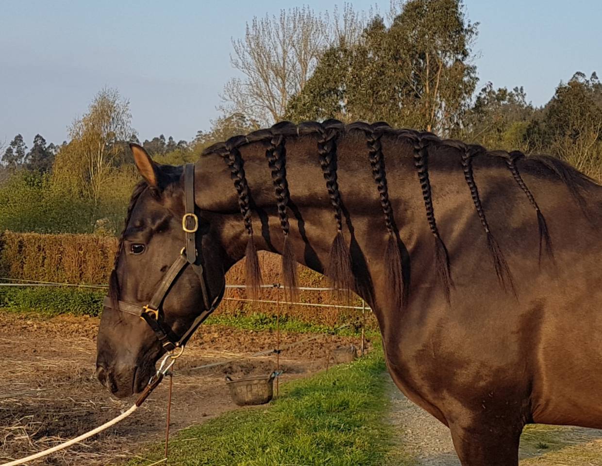 CV AMARANTTO  - PRE Puur Ras Spaans 2016 ,  Cornetín