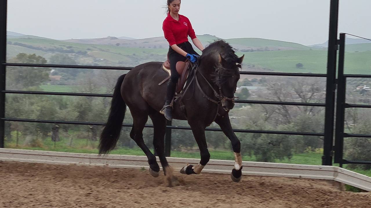 CV AMARANTTO  - PRE Puur Ras Spaans 2016 ,  Cornetín