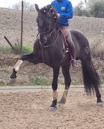 CV AMARANTTO  - PRE Puur Ras Spaans 2016 ,  Cornetín