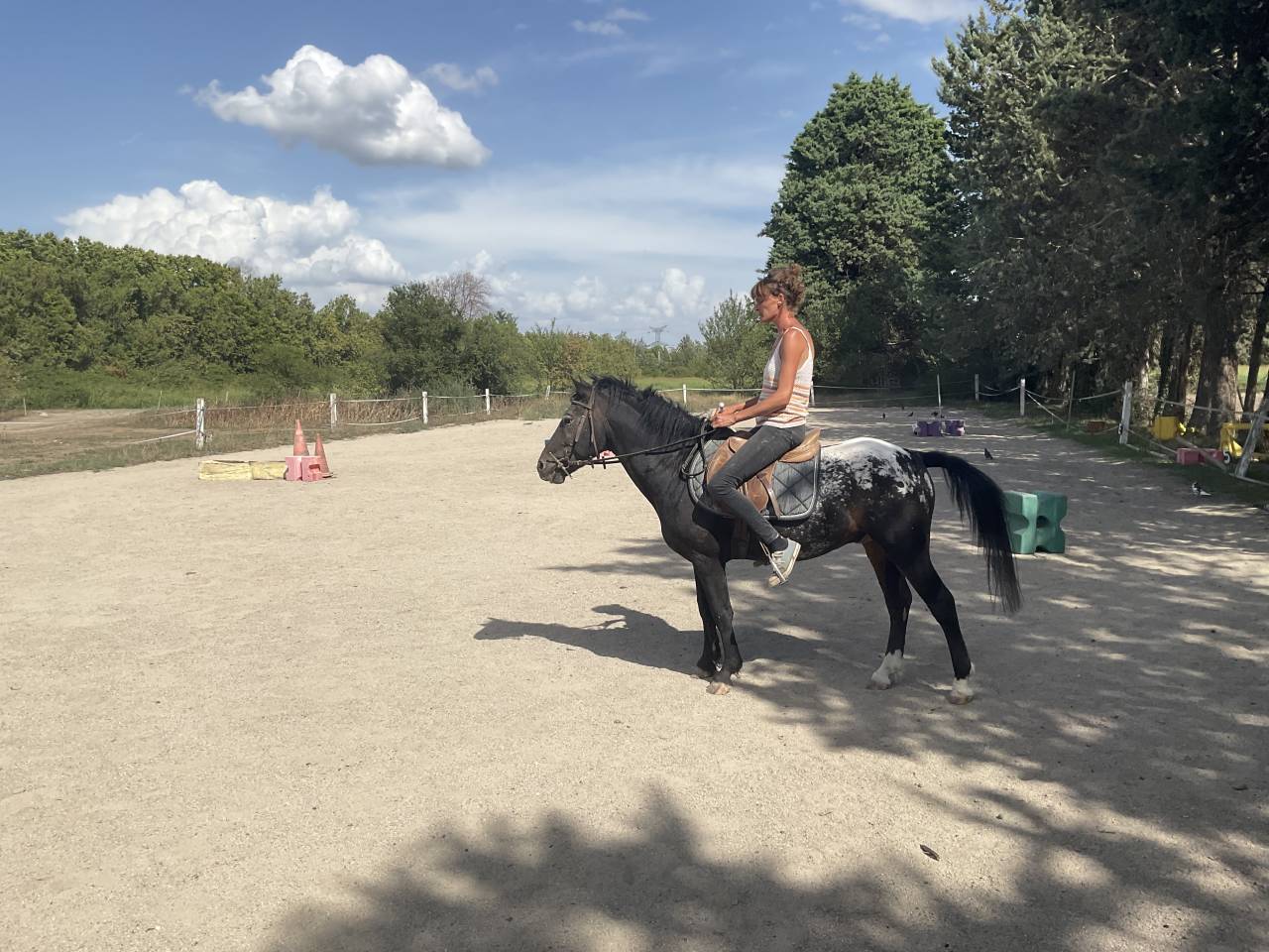 Dekhengst Curly Te koop 2011 Appaloosa