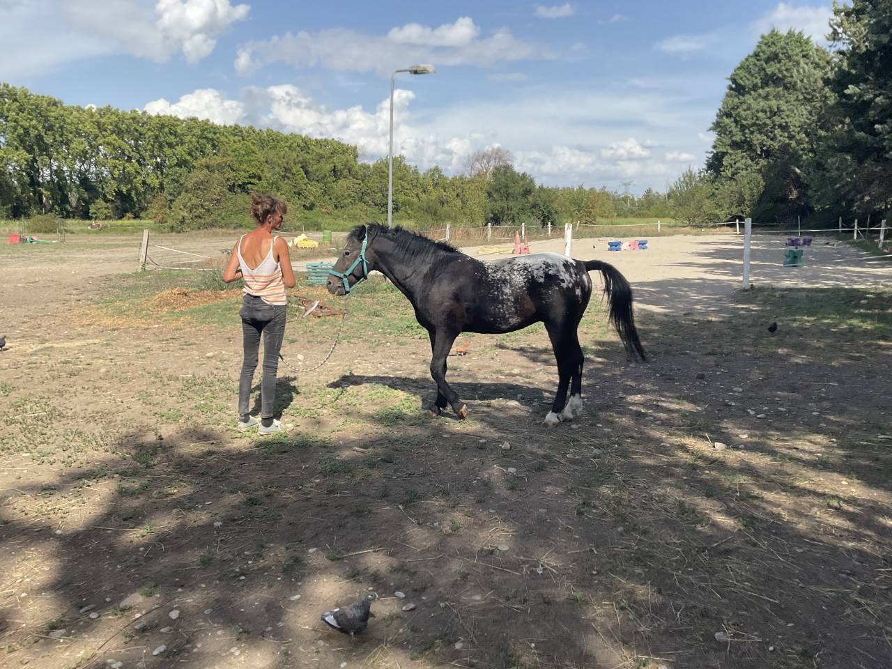 Dekhengst Curly Te koop 2011 Appaloosa