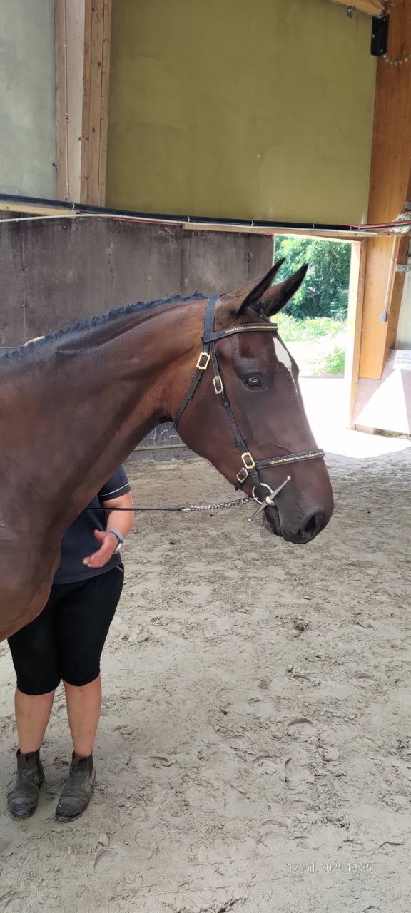 Merrie Selle Français Te koop 2022 Donker bruin / bai ,  Andiamo semilly