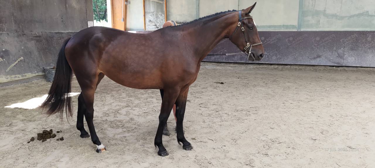 Merrie Selle Français Te koop 2022 Donker bruin / bai ,  Andiamo semilly