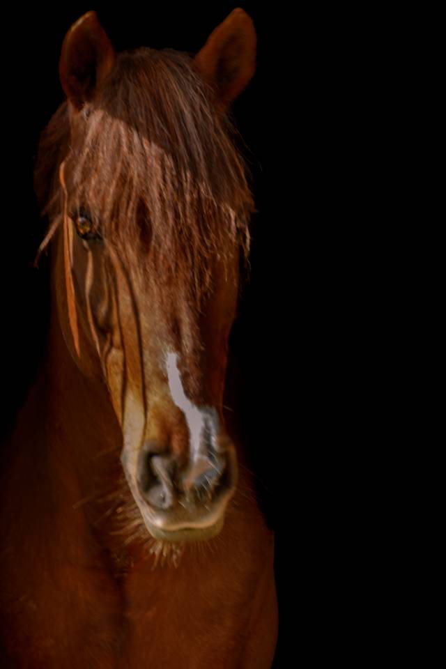 IMPERIAL DU BLIN  - Connemara 1996 ,  QUETZAL DU BLIN