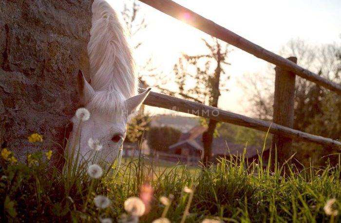 Hippisch vastgoed Koop Gard