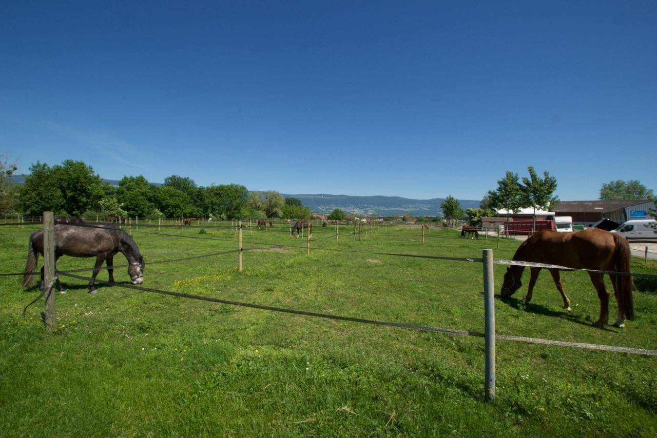 Ruiterclub Koop Vaud