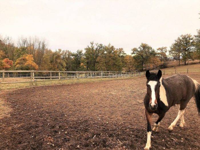 Ruiterclub Koop Allier