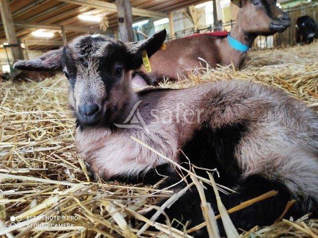 Landbouw bedrijf Koop Sarthe