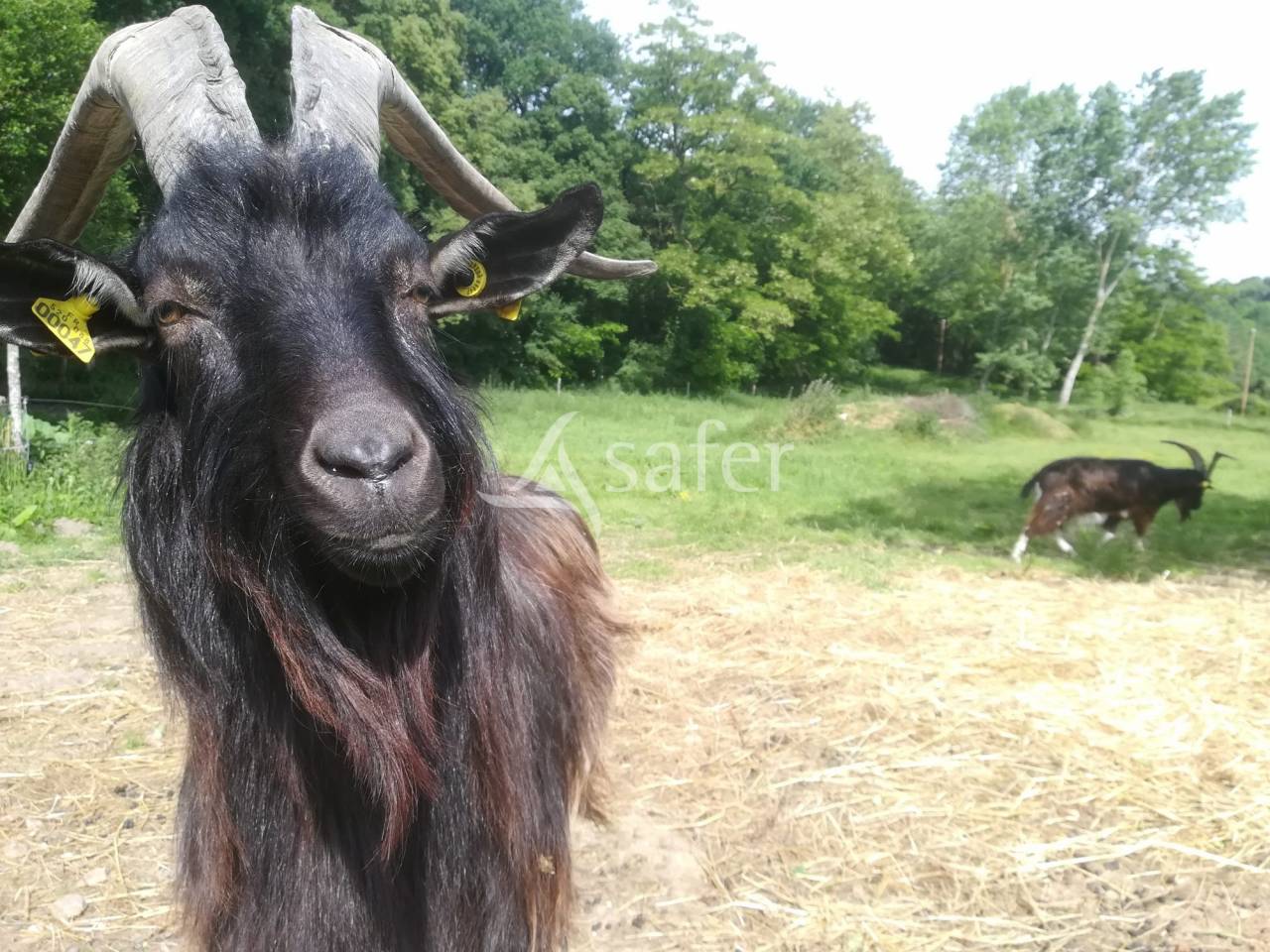 Landbouw bedrijf Koop Sarthe