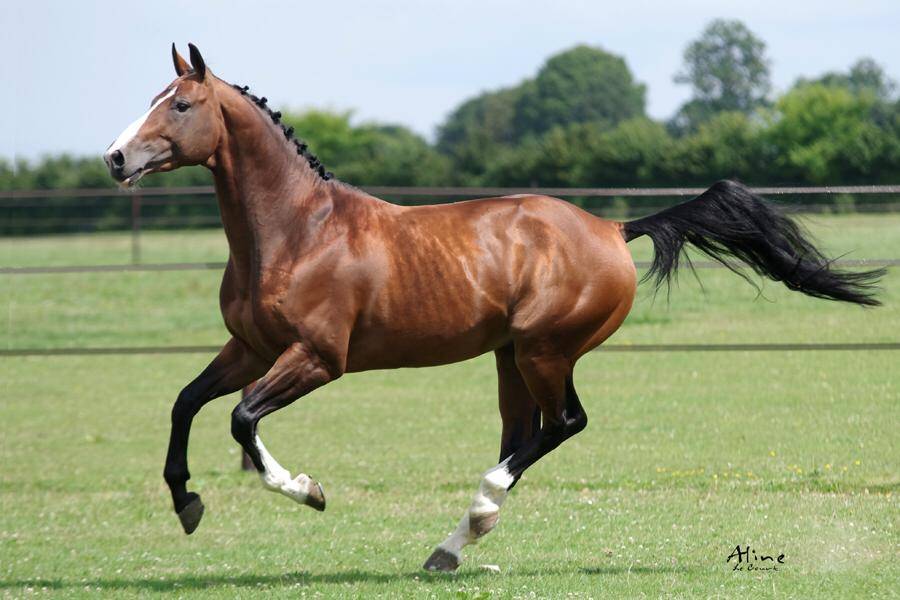 Uncognito bois margot  - Selle Français 2008 ,  l'arc de triomphe