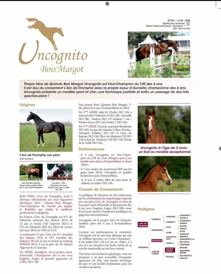Uncognito bois margot  - Selle Français 2008 ,  l'arc de triomphe