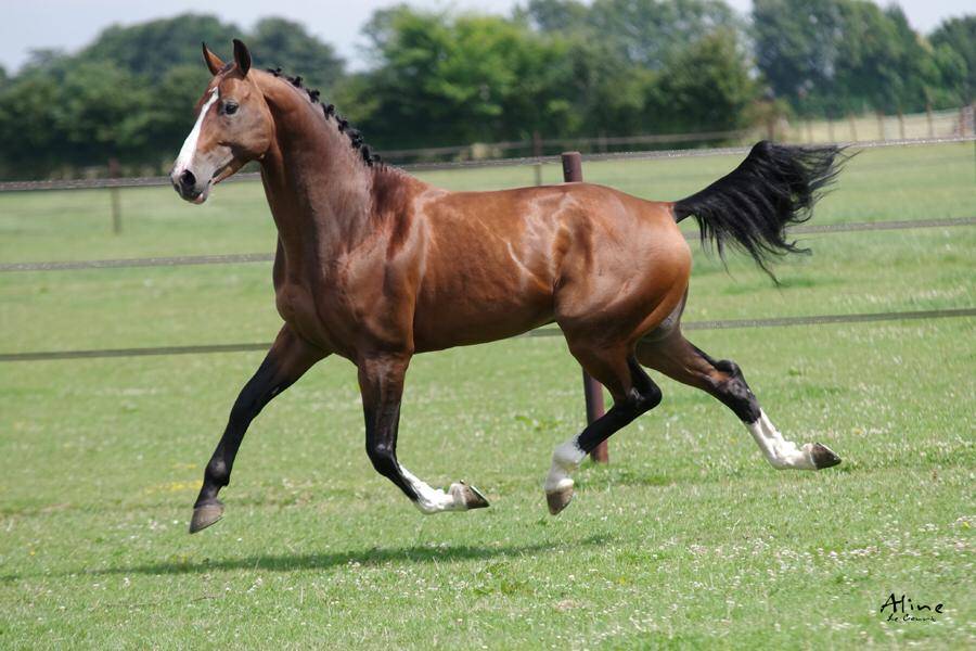 Uncognito bois margot  - Selle Français 2008 ,  l'arc de triomphe