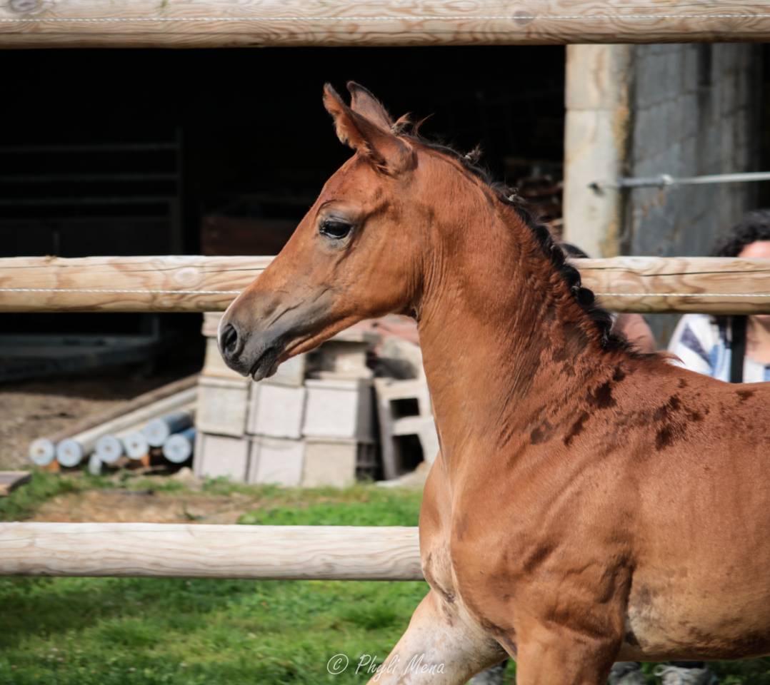 Uncognito bois margot  - Selle Français 2008 ,  l'arc de triomphe