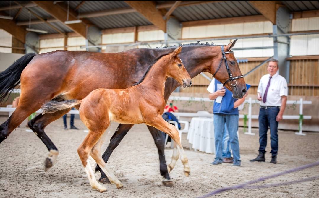 Uncognito bois margot  - Selle Français 2008 ,  l'arc de triomphe
