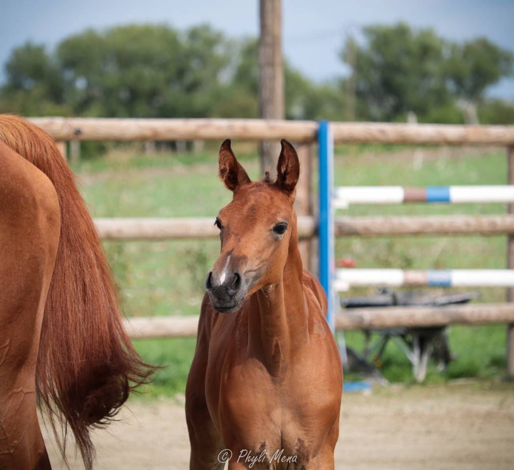 Uncognito bois margot  - Selle Français 2008 ,  l'arc de triomphe