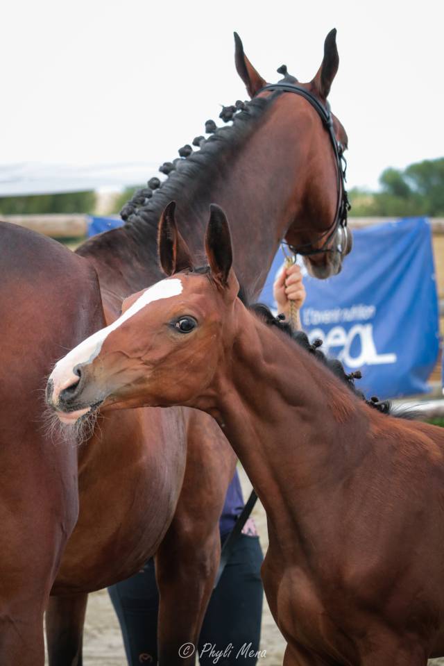 Uncognito bois margot  - Selle Français 2008 ,  l'arc de triomphe