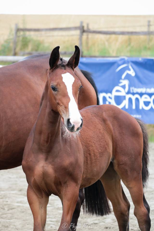 Uncognito bois margot  - Selle Français 2008 ,  l'arc de triomphe