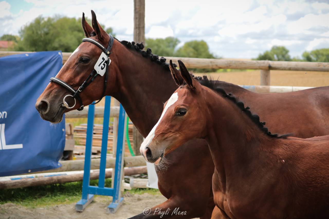 Uncognito bois margot  - Selle Français 2008 ,  l'arc de triomphe