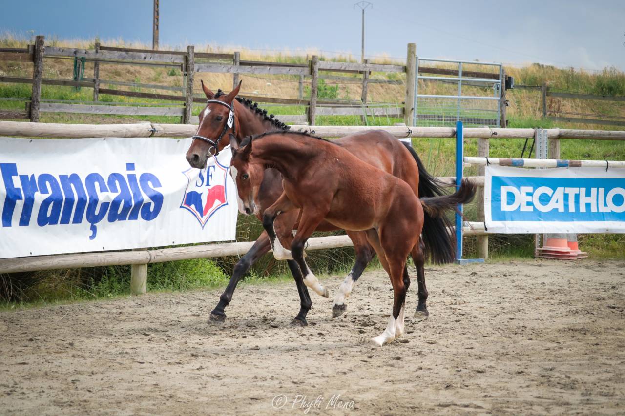 Uncognito bois margot  - Selle Français 2008 ,  l'arc de triomphe