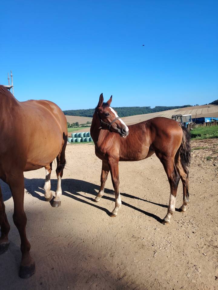 Uncognito bois margot  - Selle Français 2008 ,  l'arc de triomphe