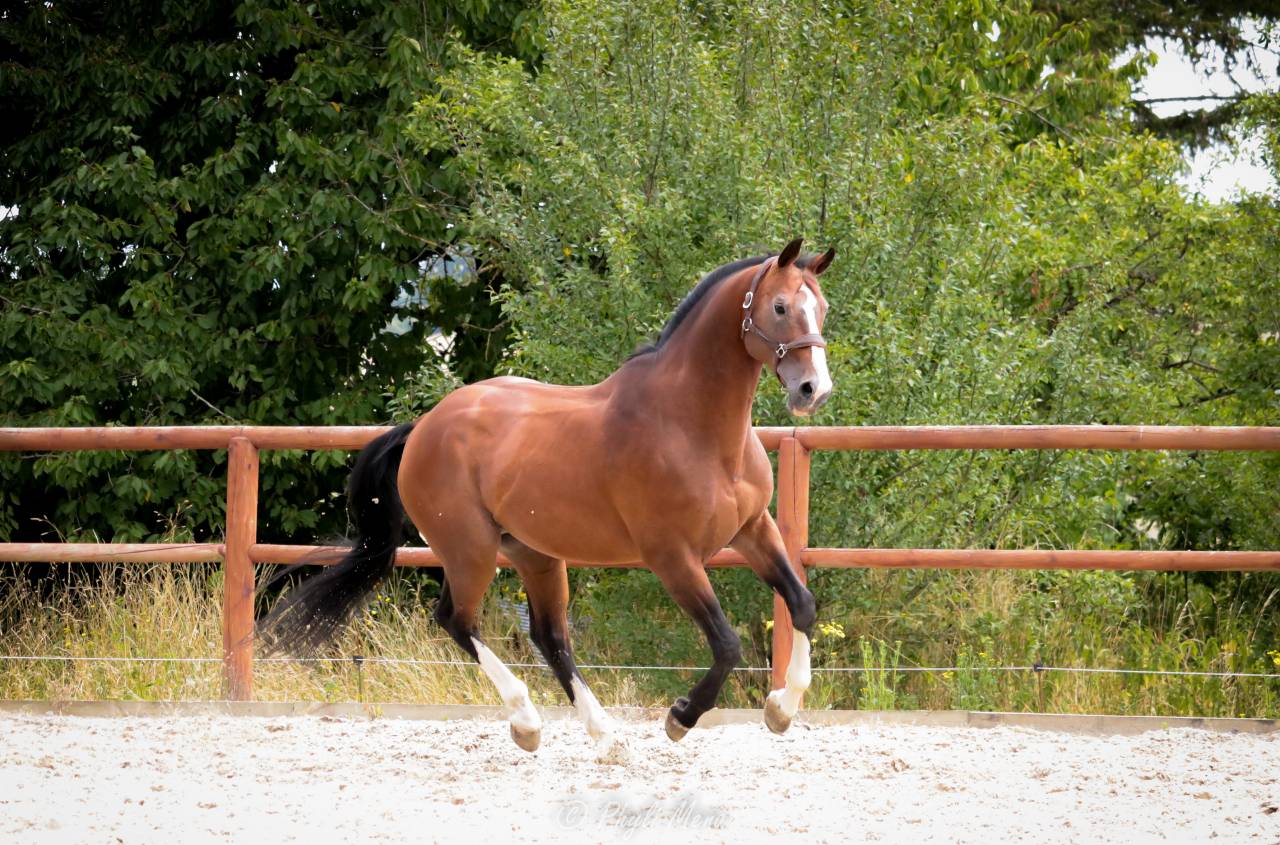 Uncognito bois margot  - Selle Français 2008 ,  l'arc de triomphe
