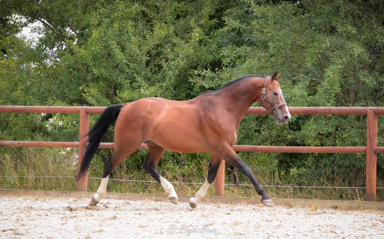 Uncognito bois margot  - Selle Français 2008 ,  l'arc de triomphe