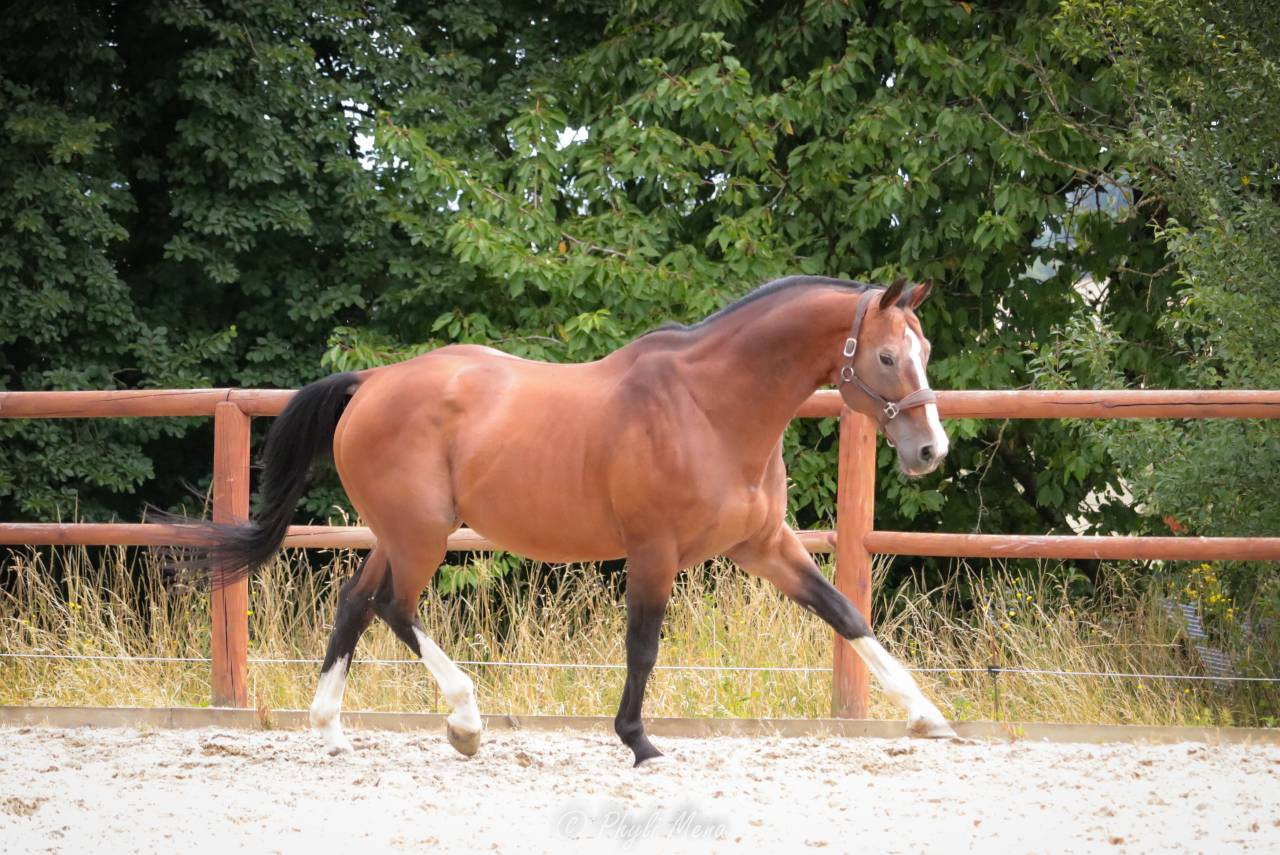 Uncognito bois margot  - Selle Français 2008 ,  l'arc de triomphe