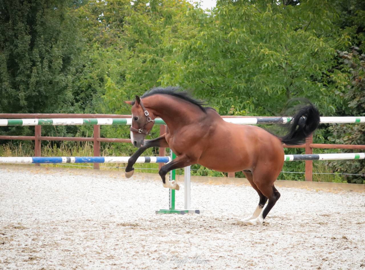 Uncognito bois margot  - Selle Français 2008 ,  l'arc de triomphe
