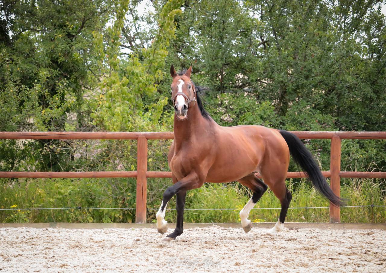 Uncognito bois margot  - Selle Français 2008 ,  l'arc de triomphe