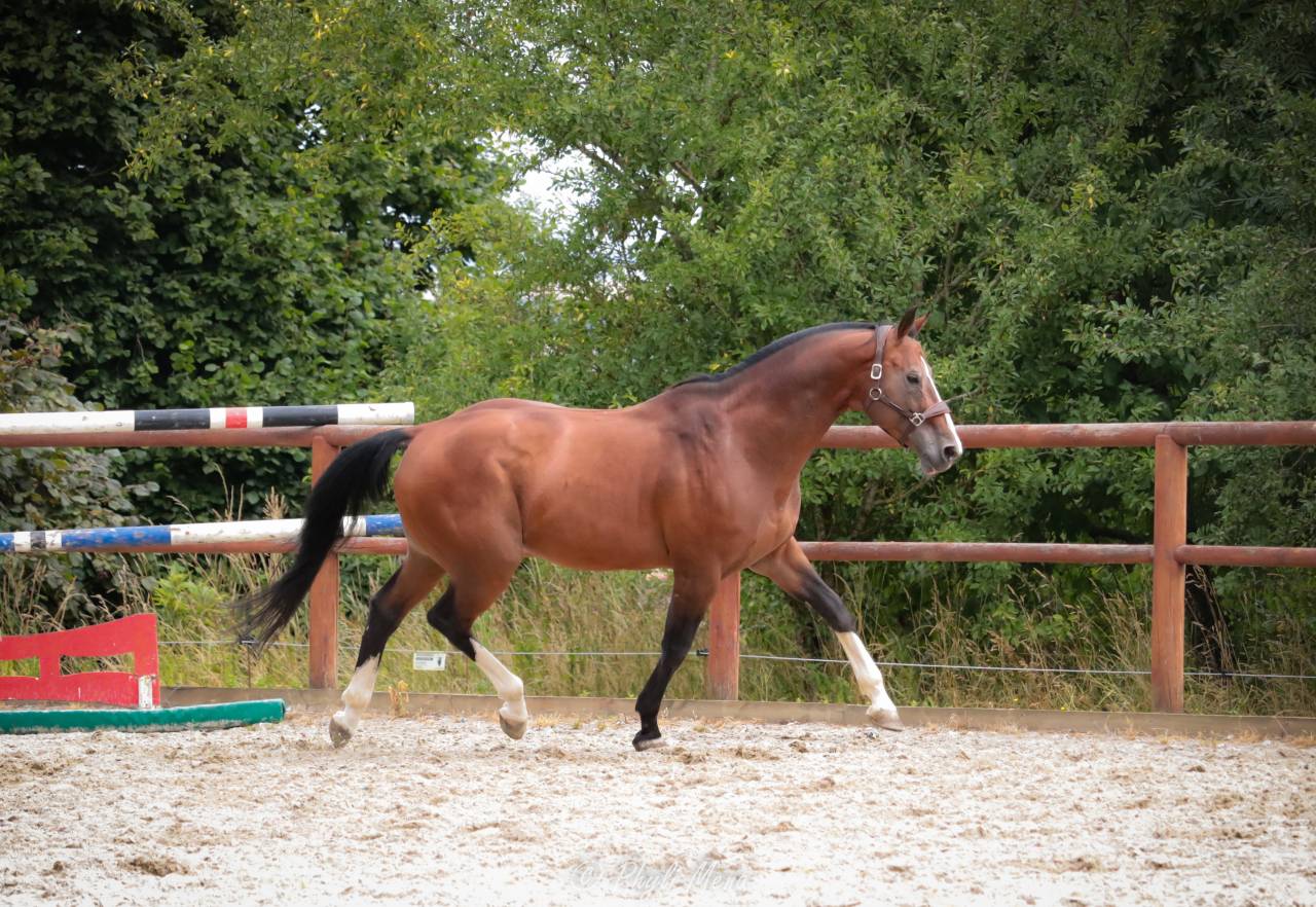 Uncognito bois margot  - Selle Français 2008 ,  l'arc de triomphe