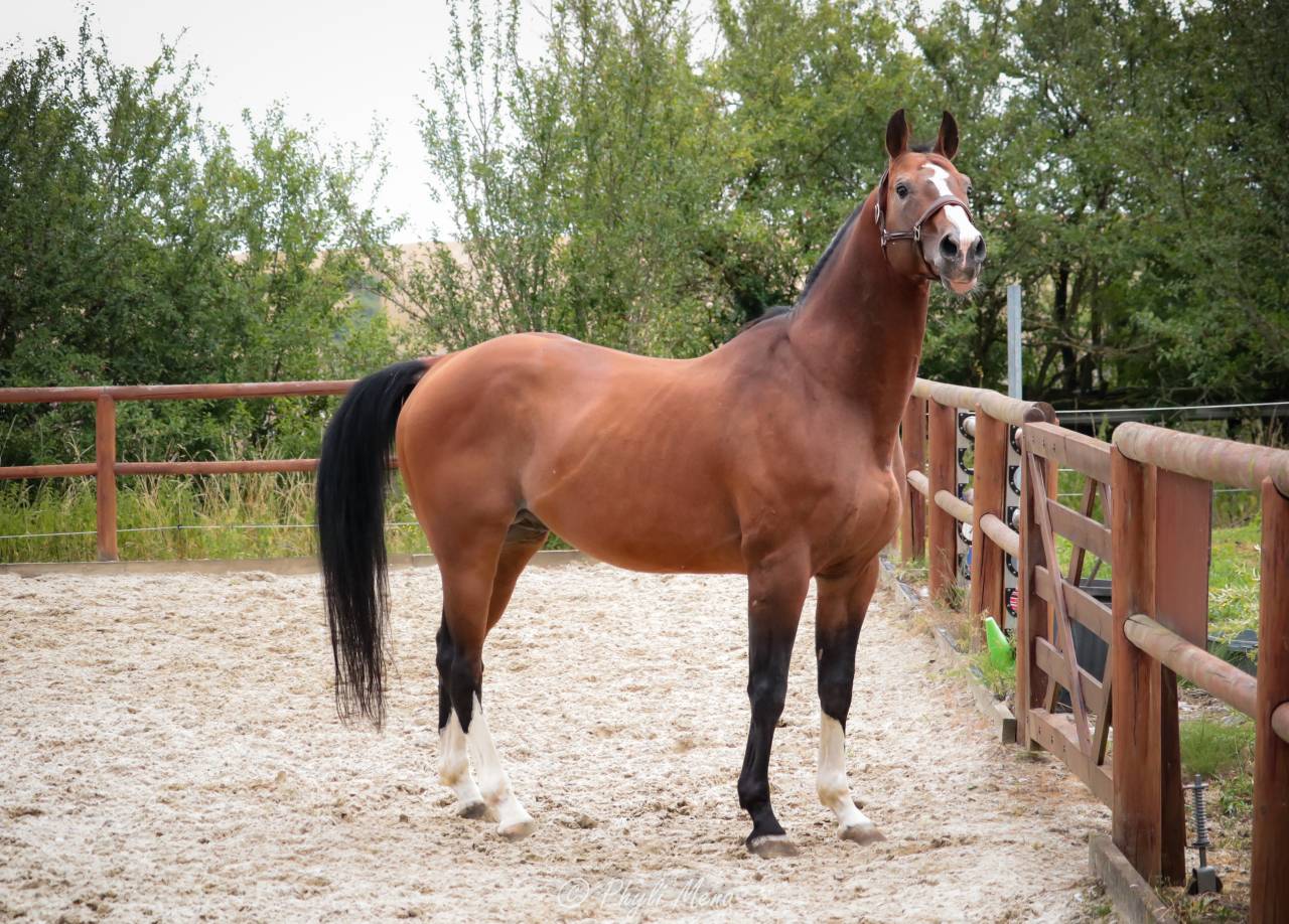 Uncognito bois margot  - Selle Français 2008 ,  l'arc de triomphe