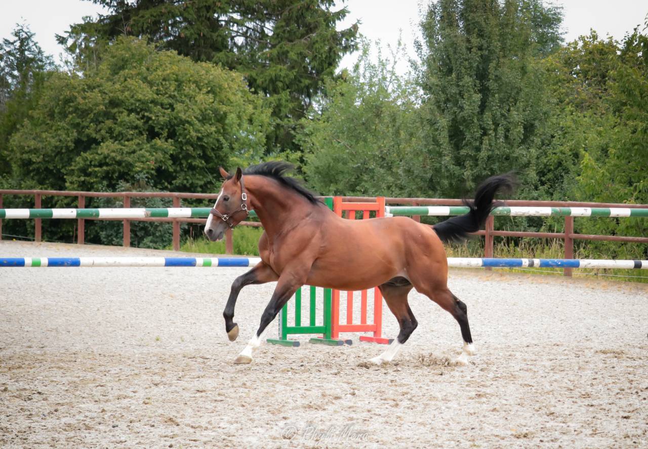 Uncognito bois margot  - Selle Français 2008 ,  l'arc de triomphe