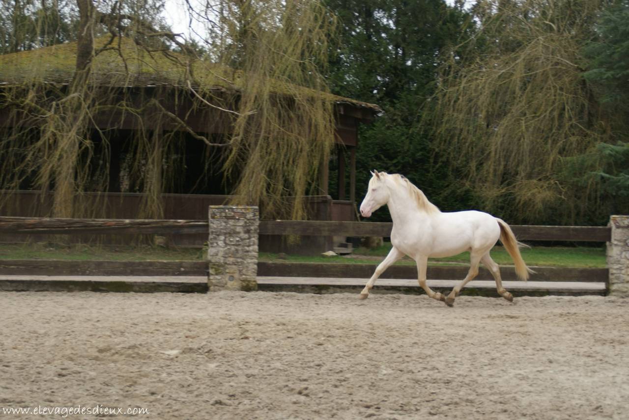PRESIDENTE DE JARAMA Crème 1 M70 - PRE Puur Ras Spaans 2016 ,  SERRANO UNO