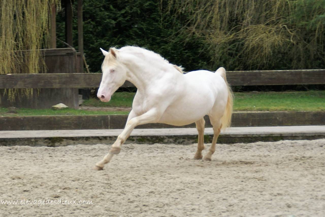 PRESIDENTE DE JARAMA Crème 1 M70 - PRE Puur Ras Spaans 2016 ,  SERRANO UNO