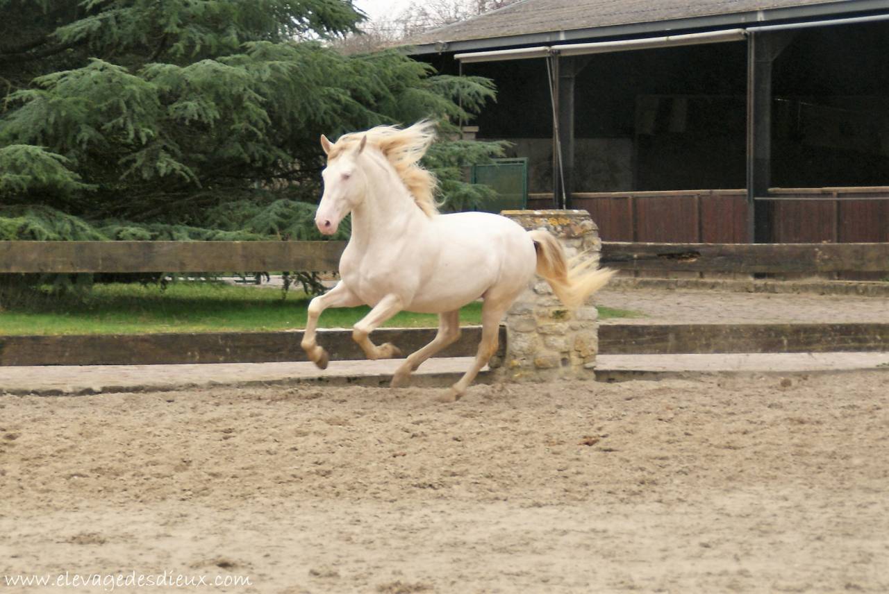 PRESIDENTE DE JARAMA Crème 1 M70 - PRE Puur Ras Spaans 2016 ,  SERRANO UNO