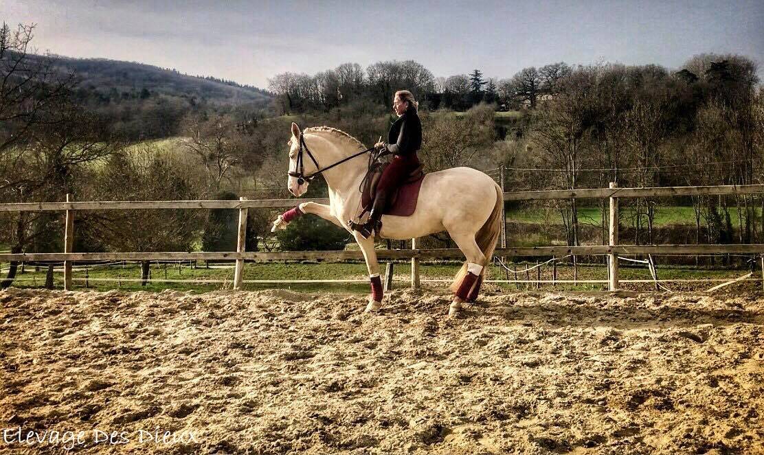 PRESIDENTE DE JARAMA Crème 1 M70 - PRE Puur Ras Spaans 2016 ,  SERRANO UNO