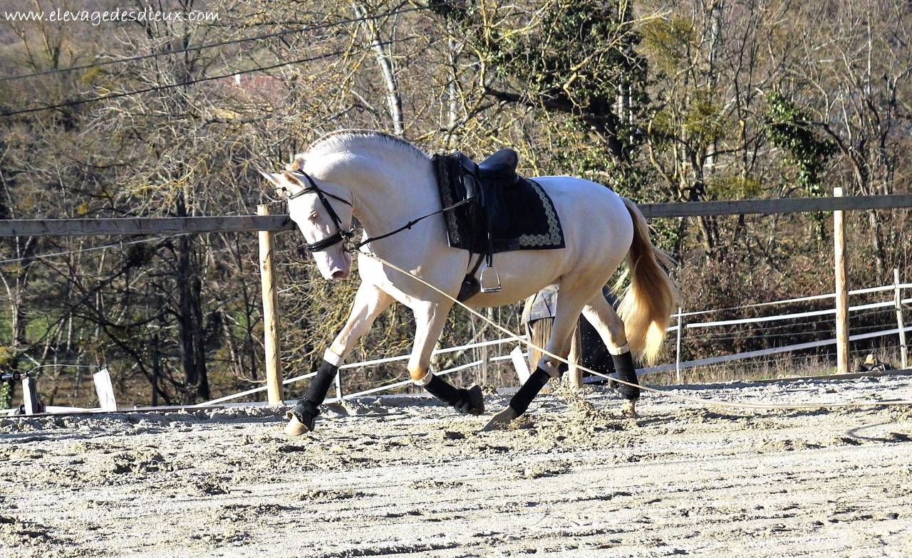 PRESIDENTE DE JARAMA Crème 1 M70 - PRE Puur Ras Spaans 2016 ,  SERRANO UNO