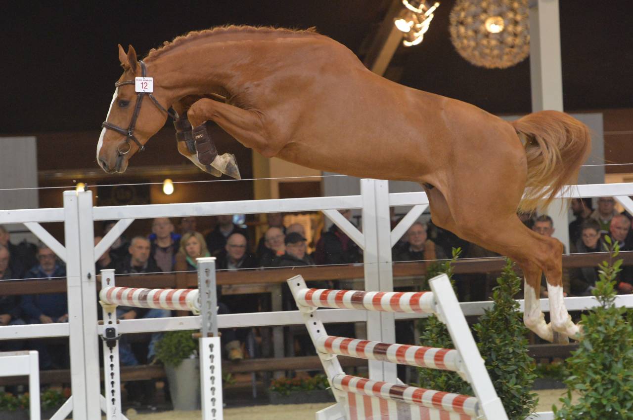 Nixon Van't Meulenhof - BWP Belgisch volbloed 2013 ,  Denzel van 't Meulenhof