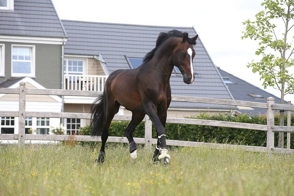 Quel Homme de Hus - Selle Français 2006 ,  QUIDAM DE REVEL