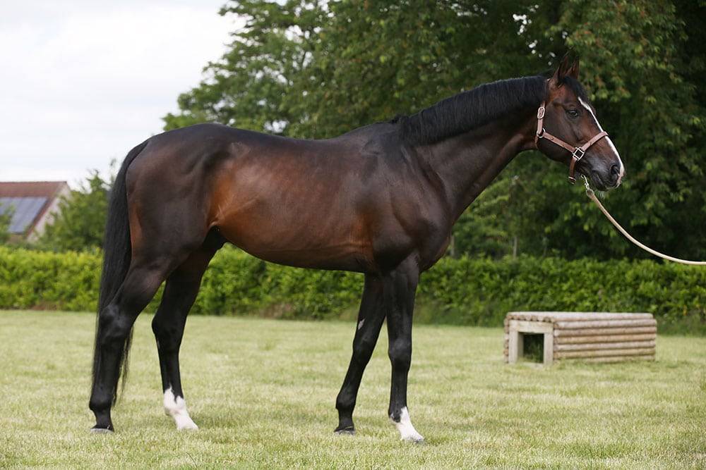 Quel Homme de Hus - Selle Français 2006 ,  QUIDAM DE REVEL