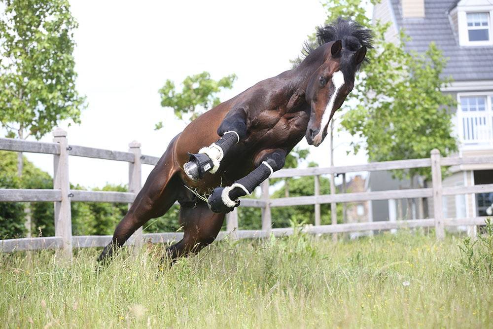 Quel Homme de Hus - Selle Français 2006 ,  QUIDAM DE REVEL