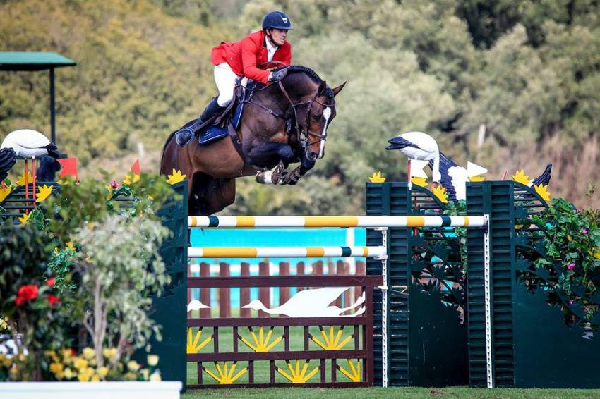 Quel Homme de Hus - Selle Français 2006 ,  QUIDAM DE REVEL